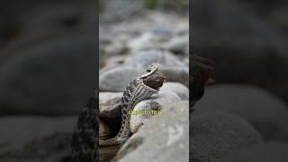 Came Across a Snake with a Fish in its Mouth While Fly Fishing for White Fish #bulltrout #snakes