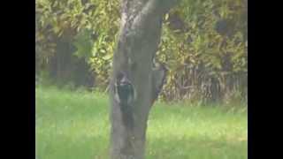 two young woodpeckers