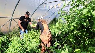 Harvesting 600 Pounds of Tomatoes and Peppers in One Day | Epic End-of-Season Haul!