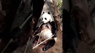 Giant Pandas San Diego Zoo - Private Tour