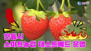 안동시 스마트농업 테스트베드 운영 2023 12 14