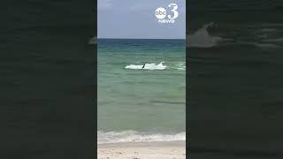 Shark zips through shallow waters at Perdido Key Beach in Florida