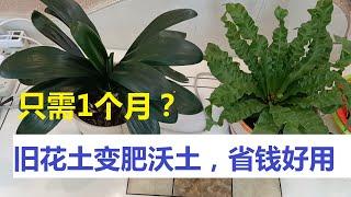 最简单快速的养花土改良法“堆肥法”，只需1个月旧花土变肥沃！在家就能做，省下花土钱！（阿涛养花102期）