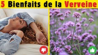 5 Bienfaits inconnus de la VERVEINE 