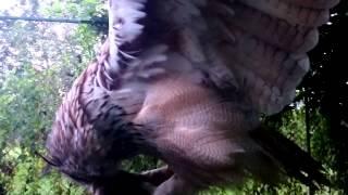 Slow motion eagle owl flight and attack