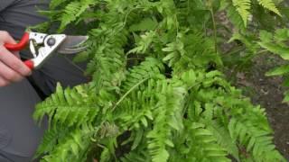 Caring for ferns - Burncoose Nurseries