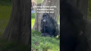 38-yr-old gorilla at Boston Franklin Zoo has died  #gorilla #zoo #cuteanimals #shorts #memories