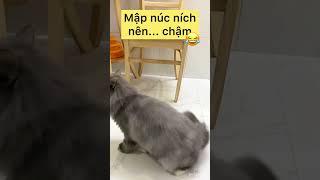 Mèo mập "núc ních" chơi đồ chơi - Mèo hài hước - Jo Nguyen #meodethuong