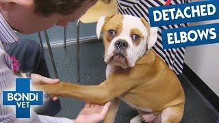 Boxer Puppy Limps Like An Old Dog! | Bondi Vet