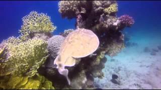 Meditation with electric stingray