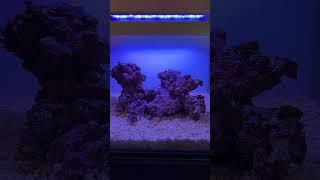 Reef Aquascape #aquascapegallery #reeftank #aquarium #aquarius #saltwateraquarium #saltwatertank