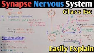 Synapse | Synapse Transmission In Urdu Hindi | Class 12 Biology