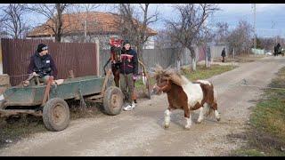 Priviți ce fac caii  in ziua de  Bobotează in Bărăgan