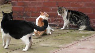 Real Cat Fight ! || Cats Fight Over Territory