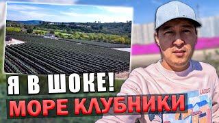 Как зарабатывают фермеры в США! Море клубники! ферма в Америке!