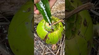 He Shows SURVIVAL Skills! Rice in COCONUT  #outdoors #camping