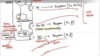 ***Sympathetic nervous system