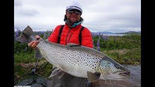 Monster Brown Trout in Iceland