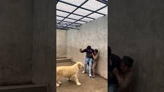 The boy is fearer from innocent lion#lion #lionhub #shorts