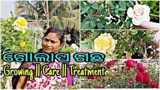 ଗୋଲାପ ଗଛ || Growing || Care ||Treatment ||Details|| ଓଡ଼ିଆ || Rose plant ||  in odia||Terrace Garden