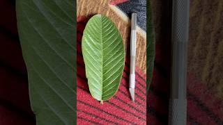 Beauty girl leaf logo carving art #sandeep #artist #shorts #viralvideo #carving #leaf #trending
