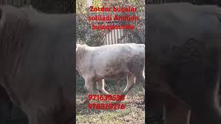 Uzimizni zotdor buqalar sotiladi soglom #music #cow #remix #animals #sotiladi #bull #angus #baki #