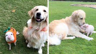 Piglet & Golden Retriever Are Best Friends