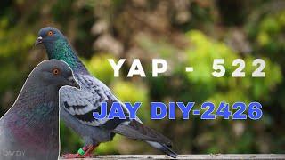 Spill Rabaan YAP-522 & JAY DIY-2426 Beserta Prediksi Hasil Anaknya. #merpatitinggian