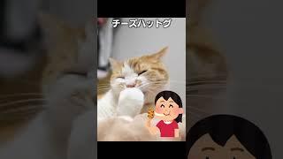 猫あるあるソング「爪をひっぱってドゥルドゥルドゥーン」#オリジナル曲 #猫あるある