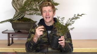 Shohin Juniper Bonsai from Cuttings, Part 1 | Bonsai-U