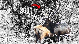 BIG MTN BULLS | WINTER RANGE | BTC 4K