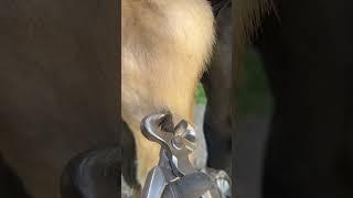 Chestnut trim  #farrier #horse #asmr