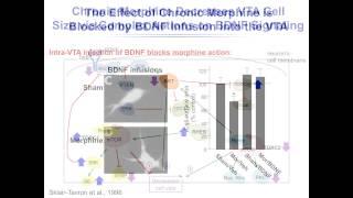 "Molecular Mechanisms of Drug Addiction" Webinar by Eric Nestler, M.D., Ph.D.