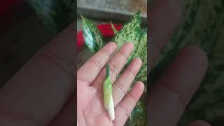 Confused  about Aglaonema flowers GOOD  or BAD for Plant Growth ? #shorts #trend #shortvideo