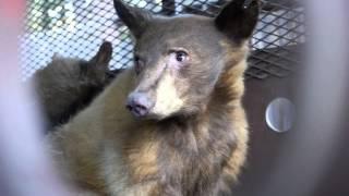 Bear cubs released from Lake Tahoe Wildlife Care