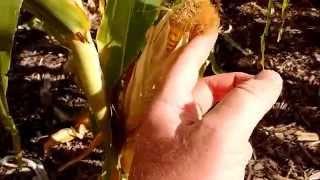 How to Let Corn Go To Seed