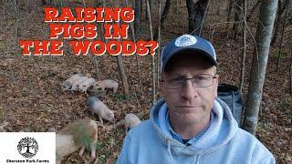 How To Raise Pigs In The Woods