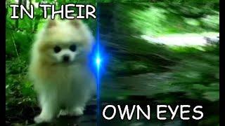 In their own eyes