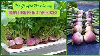 NO GARDEN? NO PROBLEM! Use This Method To Grow Your TURNIPS | KRATKY METHOD Hydroponics