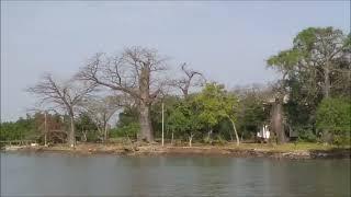 Baobab Island between the mangroves in the Gambian.