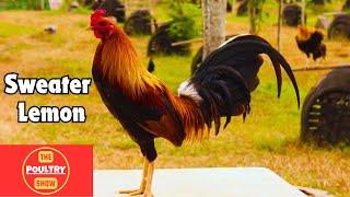 Fiestag 2024 | Dicky Lim | Cesar Calvo #chicken