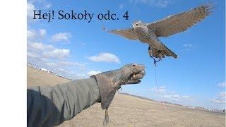 Hej! Sokoły Odc.4 "Nienawidzę dłużca" Vlog Sokolniczy