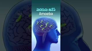 మెదడును తినేసే Amoeba 