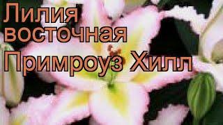 Лилия восточная Примроуз Хилл  обзор: как сажать, луковицы лилии Примроуз Хилл