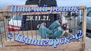 Pigeons prices Bird market Pyatigorsk-ch2