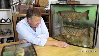 Collecting Cased Fish Taxidermy