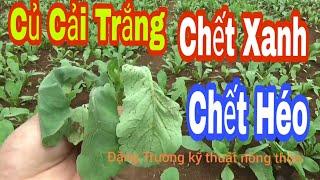 Kỹ Thuật Trồng Và Chăm Sóc Cây Củ Cải Trắng,Củ Cải Trắng Chết Xanh Chết Héo Thối Nhũng