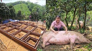 Make feed for pigs and chickens. Build foundation beams for dream house. Ep 355
