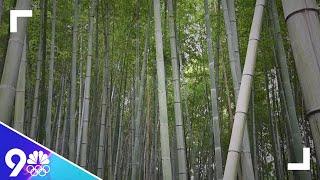 Inside the bamboo forests of Japan