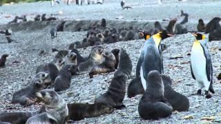 Back From the Brink: Fur Seal Pups of South Georgia